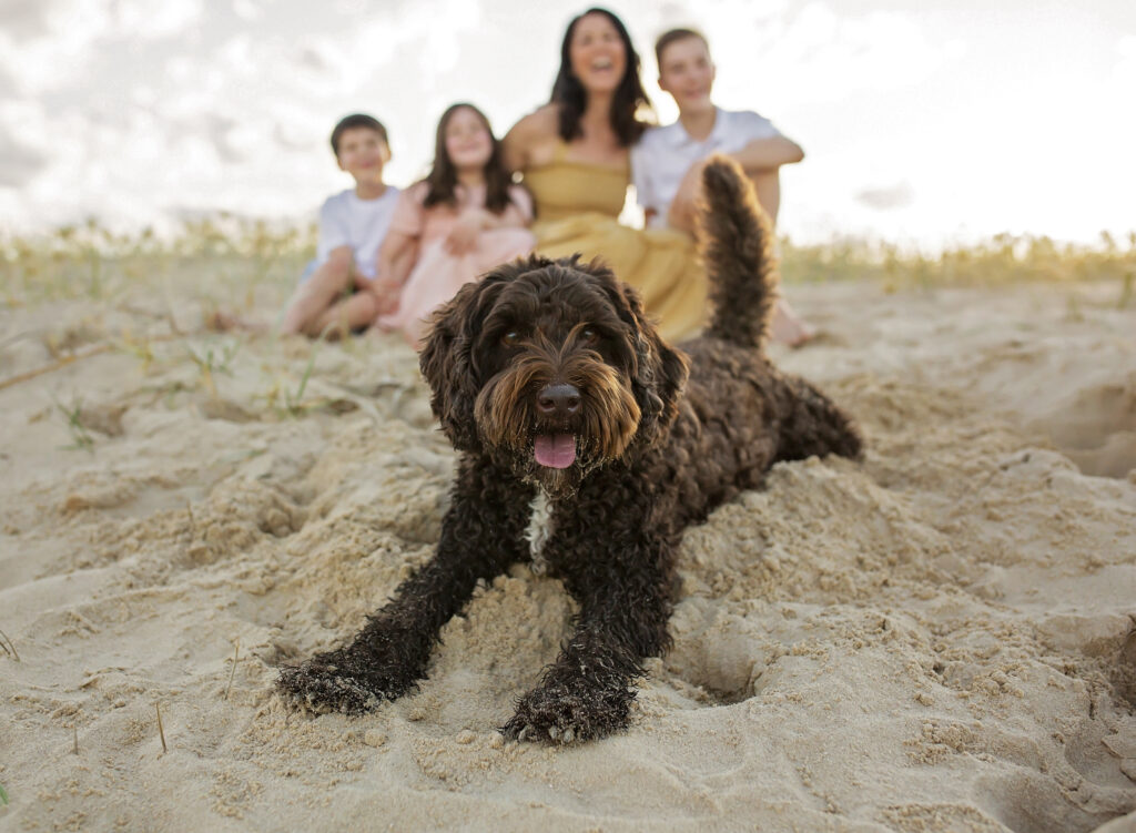 brown dog laying in front of family on the beach